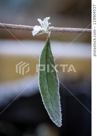 A Stunning FrostTouched Leaf and Beautiful Flower on a Branch Amidst Natures Beauty 119904557
