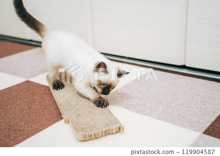 Siamese mix kitten sharpening its claws Siamese mix kitten sharpening its claws 119904587