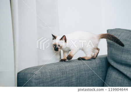 Siamese mix kitten on the couch 119904644