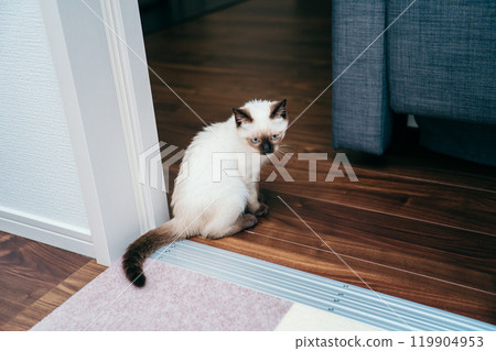 Siamese mix kitten Siamese mix kitten 119904953