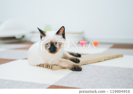 暹羅貓混血小貓 119904958