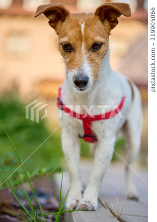 Cute active dog walking in backyard at summer day Cute active dog walking in backyard at summer day 119905066
