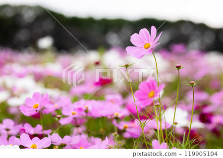 Cosmos swaying in the wind 119905104