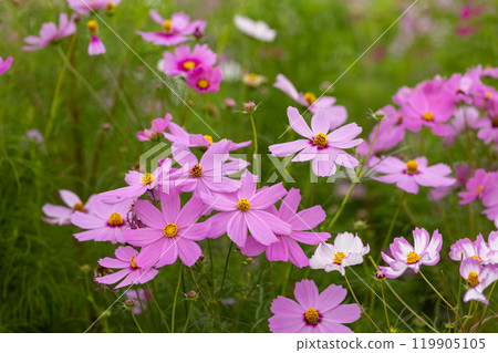 Cosmos swaying in the wind 119905105