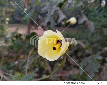 Closeup shot of Okra growing from flowers in an okra field, Ladyfingers cultivation in a rural farm, indian called bhindi Closeup shot of Okra growing from flowers in an okra field, Ladyfingers cultivation in a rural farm, indian called bhindi 119905190