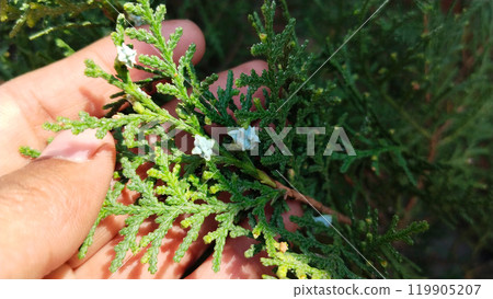 Oriental Arbor-Vitae or Platycladus orientalis green leaves for nature background. Also known as Morpankh in India. Arborvitae seeds Oriental Arbor-Vitae or Platycladus orientalis green leaves for nature background. Also known as Morpankh in India. Arborvitae seeds 119905207