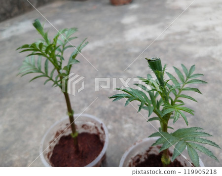 marigold cuttings planted in Coco peat to make root cuttings in a disposal glass 119905218