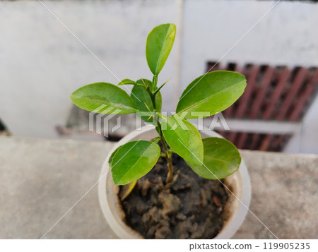 A green sprout of lemon in a disposal glass pot. Seedling from the bones. Ripe lemon fruit next to a tree, growing lemon seedling in a water glass A green sprout of lemon in a disposal glass pot. Seedling from the bones. Ripe lemon fruit next to a tree, growing lemon seedling in a water glass 119905235
