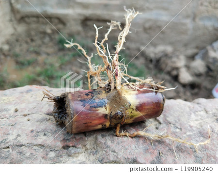 sugarcane seedling roots removing from soil, Sugarcane seedlings are prepared in nurseries ( Saccharum officinarum ) 119905240