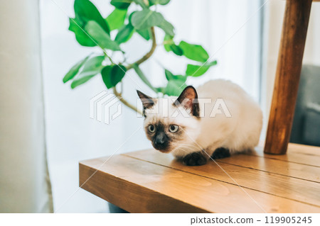室內植物與暹羅貓混合小貓 室內植物與暹羅貓混合小貓 119905245