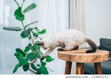 室內植物與暹羅貓混合小貓 室內植物與暹羅貓混合小貓 119905252