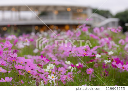 秋天的櫻花樹在風中搖曳 秋天的櫻花樹在風中搖曳 119905255