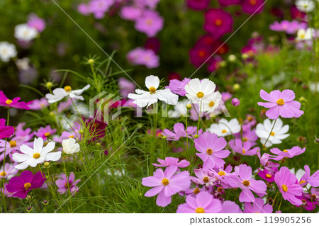 秋天的櫻花樹在風中搖曳 秋天的櫻花樹在風中搖曳 119905256