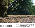 Fallen leaves  119905277