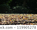 Fallen leaves  119905278
