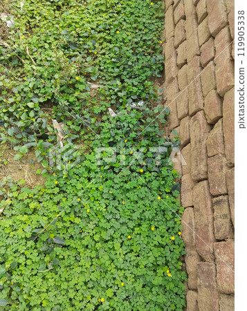 Marsilea crenata water plant near wall. Beautiful green leaves Marsilea crenata water plant near wall. Beautiful green leaves 119905338
