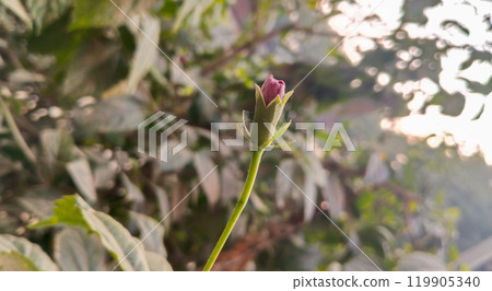 hibiscus flower Bud in focused 119905340