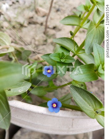 blooms, flowers, insects 119905354