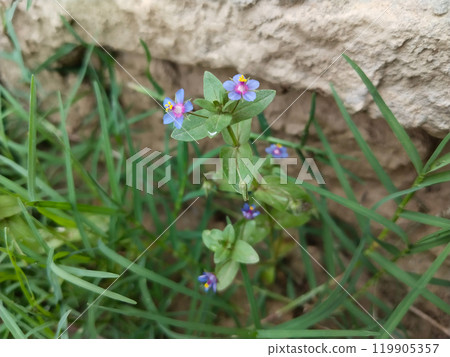 Anagallis arvensis, commonly known as the scarlet pimpernel, red pimpernel, red chickweed, poor man's barometer, poor man's weather-glass, Anagallis arvensis, commonly known as the scarlet pimpernel, red pimpernel, red chickweed, poor man's barometer, poor man's weather-glass, 119905357