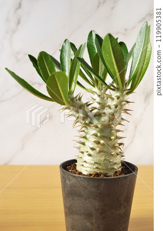 Cream Pachypodium 119905381