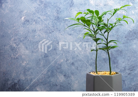 藍色納吉 119905389