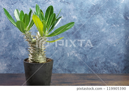 Blue Pachypodium Blue Pachypodium 119905390