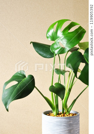 Monstera in the Light Monstera in the Light 119905392