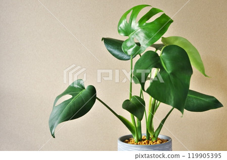 Monstera in the Morning Sun 119905395