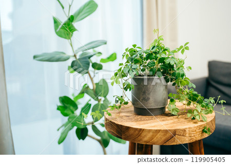 房間裡的糖藤(室內植物) 房間裡的糖藤(室內植物) 119905405