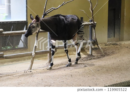 Okapi Okapi 119905522