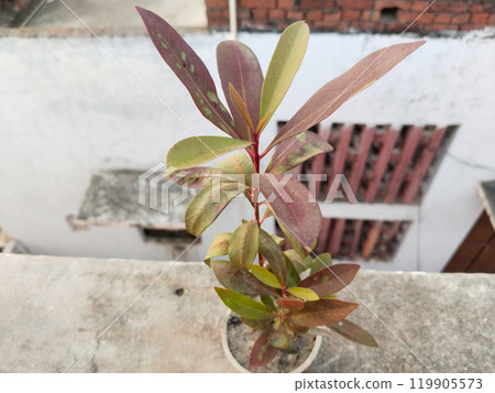 damaged unprotected black plum seedling plant after very hot morning, day or night in greenhouse. Weather change effect. Result of careless. Closeup. damaged unprotected black plum seedling plant after very hot morning, day or night in greenhouse. Weather change effect. Result of careless. Closeup. 119905573