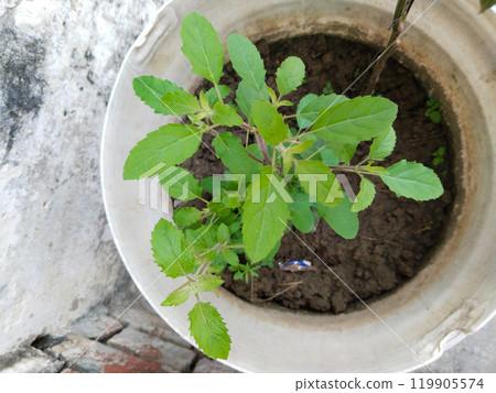 top view of Tulsi plant at home. Tulsi or basil plant in the bucket on the roof of my house, big leaves 119905574