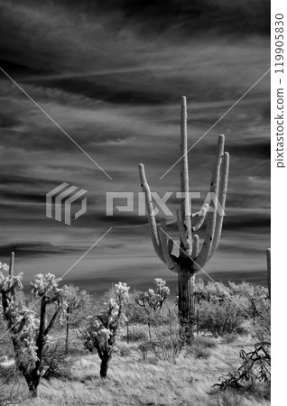 Sonora Desert Arizona in Infrared Sonora Desert Arizona in Infrared 119905830