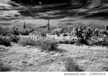 Sonora Desert Arizona in Infrared Sonora Desert Arizona in Infrared 119905834