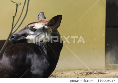 霍加皮 霍加皮 119906037