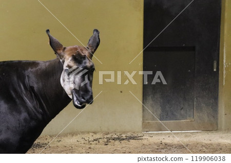 Okapi Okapi 119906038