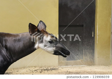 Okapi Okapi 119906039