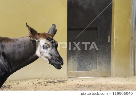 Okapi Okapi 119906040