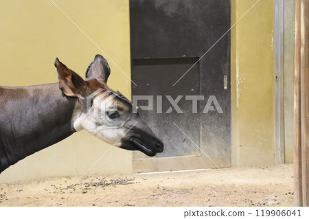 Okapi Okapi 119906041