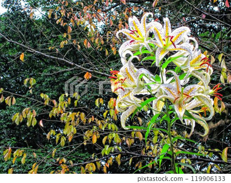 [Kanagawa] White lilies at Mishima Shrine in Yokosuka 119906133