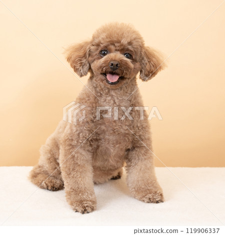 Beige bag and smiling toy poodle Beige bag and smiling toy poodle 119906337