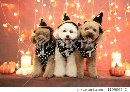 萬聖節 3 玩具貴賓犬、彩燈、蠟燭和南瓜 119906342