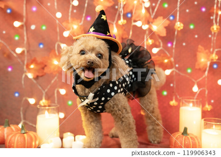 萬聖節微笑的玩具貴賓犬、照明、蠟燭和南瓜 萬聖節微笑的玩具貴賓犬、照明、蠟燭和南瓜 119906343