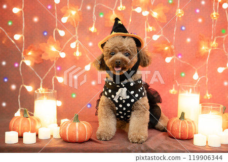 Halloween: Smiling toy poodle, illuminations, candles and pumpkins 119906344