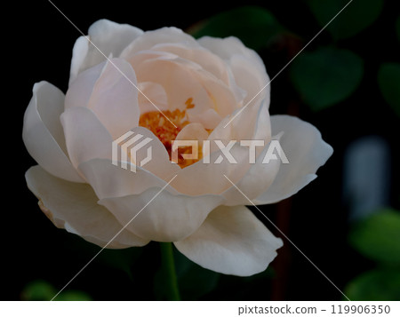 Shape and colors of roses that bloom in the garden Shape and colors of roses that bloom in the garden 119906350