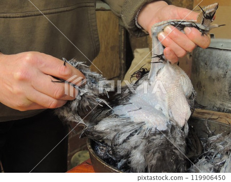 plucking feathers of a rooster or hen with dark meat and gray skin by male hands in a village setting, preparing organic poultry for cooking, removing feathers from a carcass of a Chinese breed 119906450