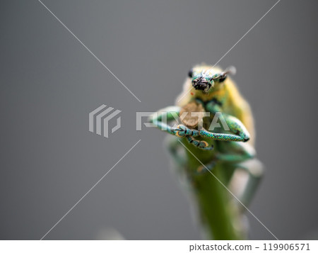 Green Weevil insect in the garden Green Weevil insect in the garden 119906571