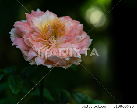 The wounded petals of the withering rose The wounded petals of the withering rose 119906589