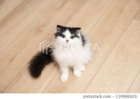 Exotic shorthair cat Hachi-chan sitting 119906929