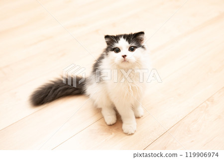 Scottish fold kitten sitting and looking at the camera 119906974